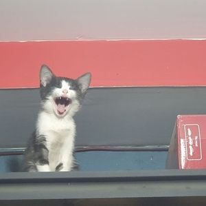 Meet your Posher, Oscar